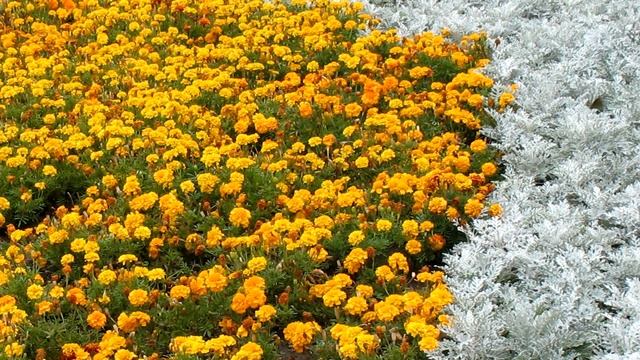 Садоводство. Красивые кустарники. Роза. Спирея. Барбарис. Туя. Можжевельник. Садовые цветы. смотреть онлайн