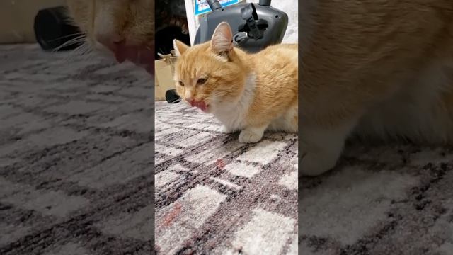 Рыжий котик облизываеться ?
