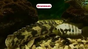 Полиптерус сенегальский (Polypterus senegalus)