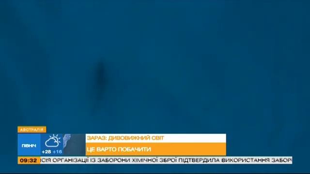 Удивительный мир: фотосессия с акулами, фото с морскими львами смотреть онлайн