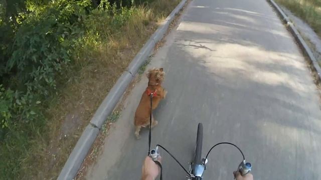 Спаниель Сёма на ВЕЛОПРОГУЛКЕ в парке смотреть онлайн