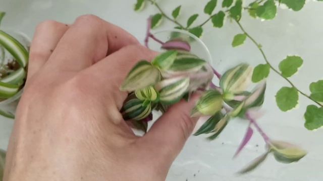 Комнатные цветы в марте| Повседневные заботы смотреть онлайн