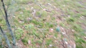 Грибы курочки, Беловежская пуща.