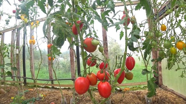 Томат Петруша Огородник смотреть онлайн