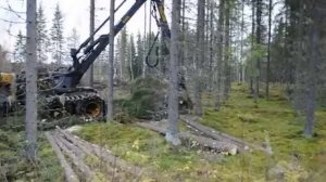 валка харвестером.AVI