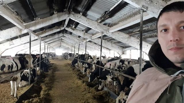 Зимняя Продажа племенных нетелей черно пестрой породы КРС.