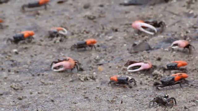 malindi.info - Mida Creek nahe Watamu смотреть онлайн