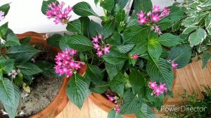 132.How To Grow Pentas & care 23.7.19