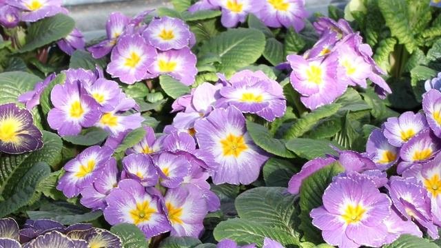 Primula Ambie, Rambo And Our Famous Specials!