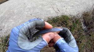 Щука Маскинонг на спиннинг с берега. Рыба моей мечты !!!!