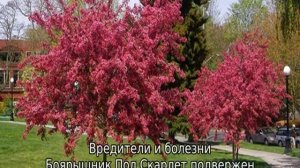 Боярышник Пауль Скарлет