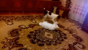 Фокстерьер с котом)