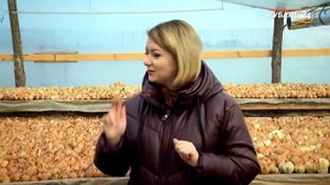 105/20 Выращивание лука на перо!  Простые советы! Репортаж для телевидения.