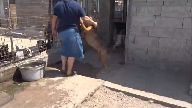 Constanzo - ein besonders liebenswerter Bretone смотреть онлайн