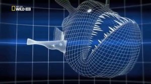 Спаривание морского чёрта