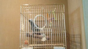 Говорящий жако Тема