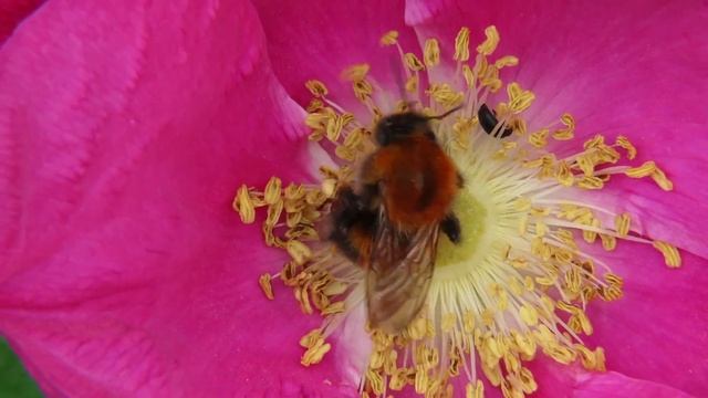Шмели опыляют цветы шиповника, Bumblebees pollinating dogrose