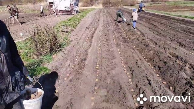 Посадка картофеля