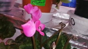 Цикламены.(Cyclamen) Как выглядят сеянцы через месяц после пересадки.