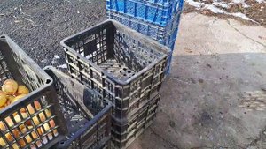 Как хранить яблоки?