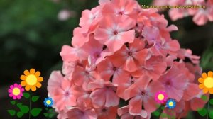 Флокс метельчатый Находка. Краткий обзор, описание характеристик phlox paniculata Nahodka