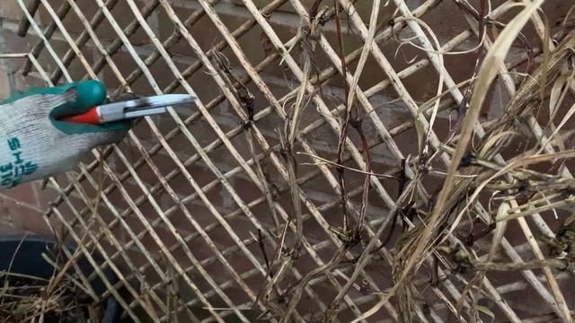 Pruning a late flowering clematis смотреть онлайн