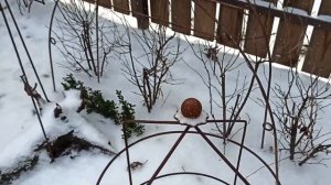 Обзор сада. Функциональный декор. Эстетичные укрытия для растений. Садовый архив 22.11.23.