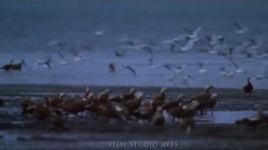 «Заповедник «Чёрные земли» - жемчужина калмыцкой степи»