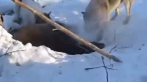 ОХОТА НА МЕДВЕДЯ / РАЗБУДИЛИ ИЗ ЗИМНЕЙ СПЯЧКИ