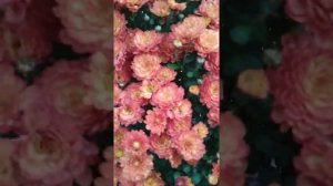 гиги оранж хризантема мультифлора