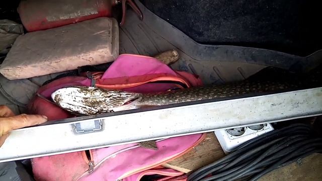 Рыбалка на живца. Отвадным повадком. Река Чумыш Алтайский край.