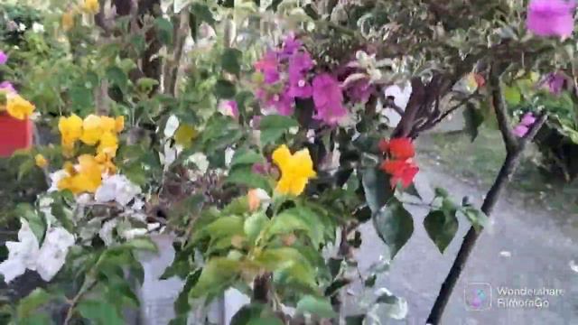 MULTI COLOR / GRAFTED BOUGAINVILLEA смотреть онлайн