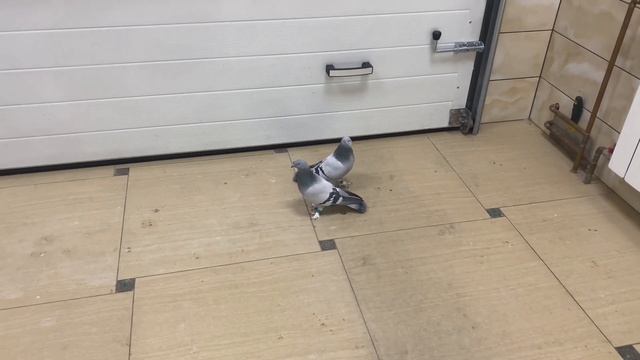 Одногнёздки. Такла. Носочубые. смотреть онлайн