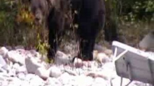 Офигевший медведь Автор Сергей Митягин