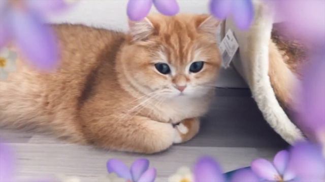 🤩🧡😺ЗОЛОТЫЕ ШИНШИЛЛЫ КОШКИ,ОТДЫХАЮТ🐱🧡🧡🧡GOLDEN KITTENS