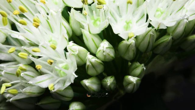 Onion Flowers Blooming Time Lapse смотреть онлайн