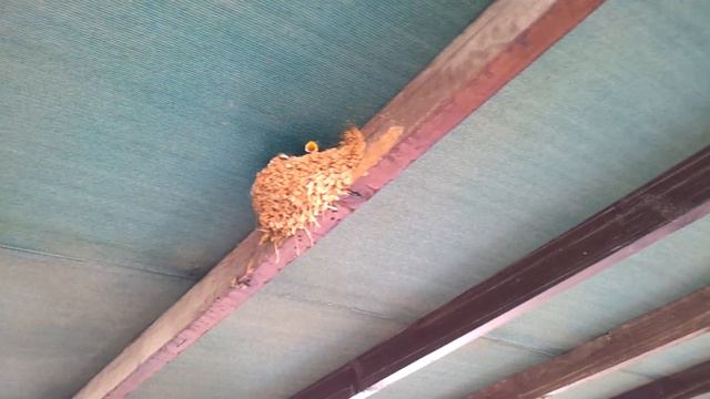 Птенцы - команда 'сейчас вылетит птичка!!' ))) смотреть онлайн