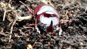 Жук-носорог (Oryctes nasicornis). Ловим в старой куче перегнившей соломы.