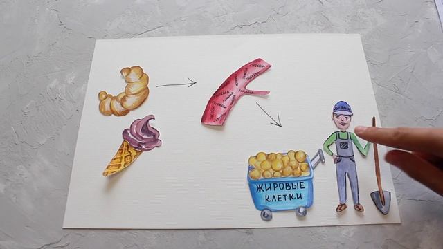 Целлюлит. Часть 2: Как мы накапливаем и расщепляем жир.