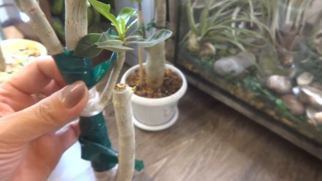 Цветы в моем доме. Комнатные растения. Что стало после обрезки с Адениумом и Плюмерией. смотреть онлайн