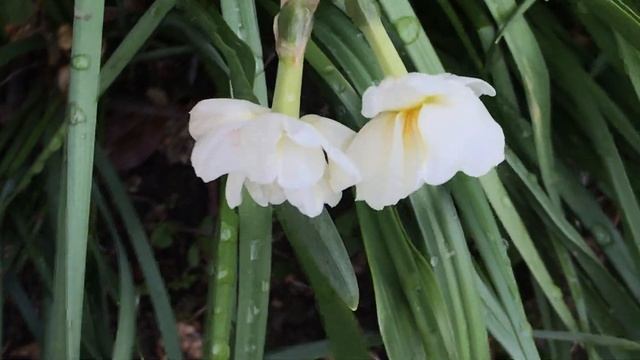 narcisse double 'narcissus Sir Winston Churchill' Parfum intense bouquets romance смотреть онлайн