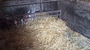 Глисты у поросят. Глисты у свиней. Чем лечить. Профилактика гельминтоза.