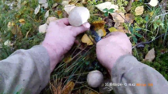 болото, подберёзовики смотреть онлайн