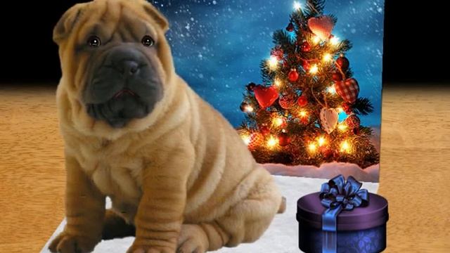 № 3-8 Поздравление на Новый год - говорящая открытка для вконтакте "Удивляй-ка!" смотреть онлайн