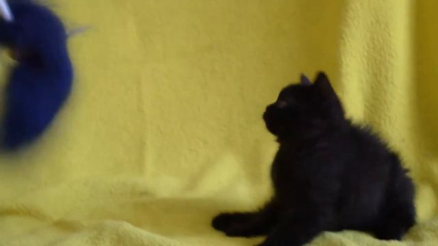 Купить черного шотландского котенка - предлагаем: котята для Вас! смотреть онлайн