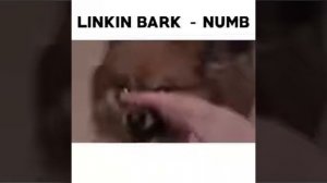 Linkin Bark-Numb