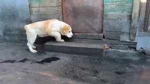 Видео от Татьяны Намесниковой