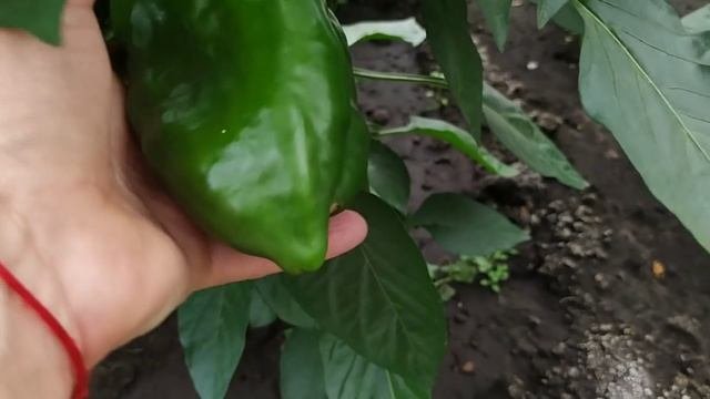 #Июльский#обзор#дачи.