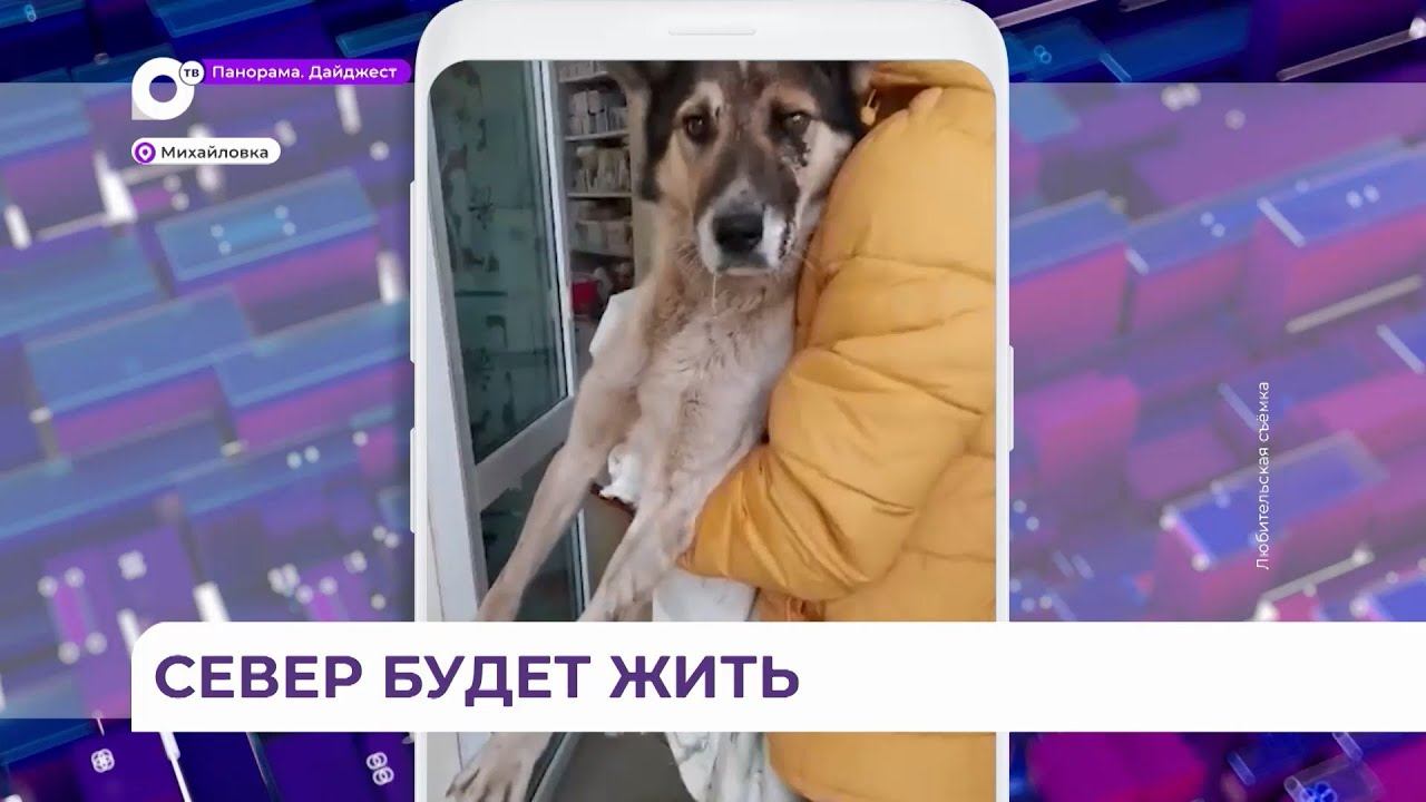 Подробности шокирующего случая жестокого обращения с животным произошел в Приморье