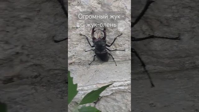 Огромный, страшный, ужасный жук - жук-олень #4д #четыредевочки #крым #жук #огромныйжук #жуколень